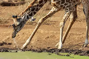 Animal Markings Prints: Masai giraffe (Giraffa tippelskirchi) drinking at pool with two Red-billed oxpeckers (Buphagus erythrorhynchus)