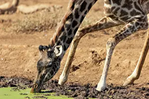 Giraffe Prints: Masai giraffe (Giraffa tippelskirchi) drinking at a waterhole
