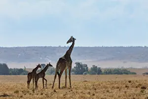 Giraffe Prints: Masai giraffe (Giraffa tippelskirchi) female with two calves standing in the savanna