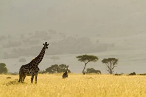 At Home in the Wild Collection: Masai giraffes (Giraffa camelopardalis tippelskirchi) in dry season, Masai-Mara Game Reserve, Kenya