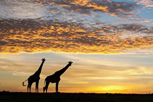 Colour Prints: Masai giraffes (Giraffa camelopardalis tippelskirchi)
