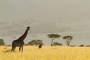 Masai giraffes (Giraffa camelopardalis tippelskirchi) in dry season, Masai-Mara Game Reserve, Kenya