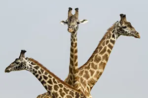 Confusion Prints: Masai Giraffes (Giraffa camelopardalis tippelskirchi) group of three