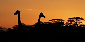 Ignoring Prints: Two Masai Giraffes (Giraffa camelopardalis tippelskirchii) heads silhouetted against sky