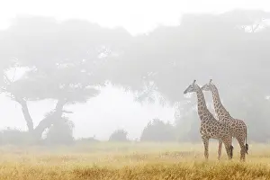 Side By Side Prints: Two Masai giraffes (Giraffa tippelskirchi) standing in early mornng mist