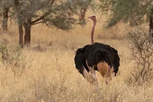 Ratite Prints: Masai ostrich (Struthio camels massaicus) male