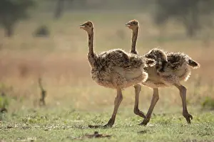 Ratite Prints: Two Masai ostrich (Struthio camelus massaicus) chicks