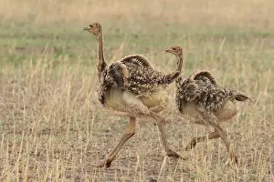 Ratite Prints: Two Masai ostrich (Struthio camelus massaicus) chicks running