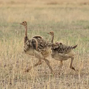 Ratite Prints: Two Masai ostrich (Struthio camelus massaicus) chicks running