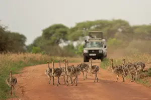 Travel Prints: Masai ostrich (Struthio camelus massaicus) chicks walking along dirt road with tourist vehicle in background