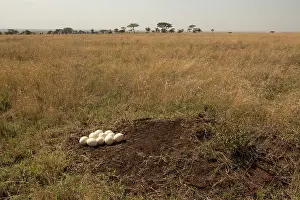Ratite Prints: Masai ostrich (Struthio camelus massaicus) eggs in nest, Serengeti National Park, Tanzania