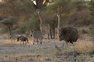 Giraffe Prints: Masai ostrich (Struthio camelus massaicus) female