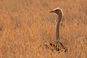 Incubating Prints: Masai ostrich (Struthio camelus massaicus) female