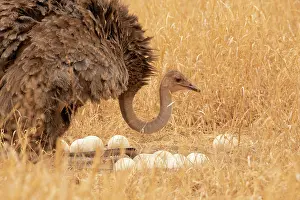 Maternal Behaviour Prints: Masai ostrich (Struthio camelus massaicus) female