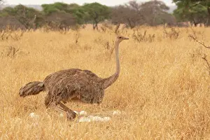 Maternal Behaviour Prints: Masai ostrich (Struthio camelus massaicus) female