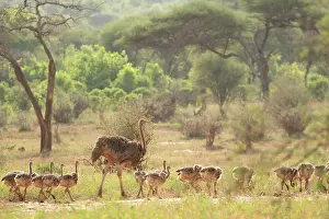 Ratite Prints: Masai ostrich (Struthio camelus massaicus) female