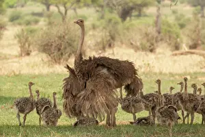 Ratite Prints: Masai ostrich (Struthio camelus massaicus) female and chicks resting in shade of tree