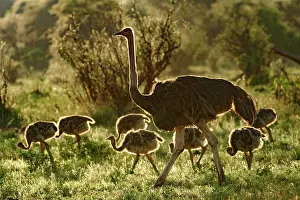 Ratite Prints: Masai ostrich (Struthio camelus massaicus) female with chicks walking in bushland