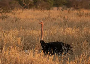 Incubating Prints: Masai ostrich (Struthio camelus massaicus) male