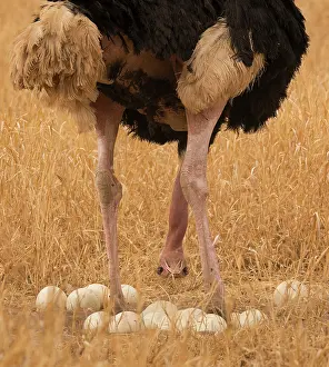Upside Down Prints: Masai ostrich (Struthio camelus massaicus) male