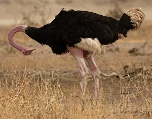 Preens Prints: Masai ostrich (Struthio camelus massaicus) male