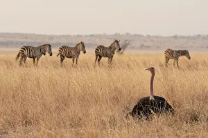 Incubating Prints: Masai ostrich (Struthio camelus massaicus) male