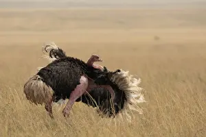 Serengeti Prints: Masai ostrich (Struthio camelus massaicus) male