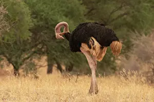 Preens Prints: Masai ostrich (Struthio camelus massaicus) male