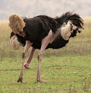 Preens Prints: Masai ostrich (Struthio camelus massaicus) male