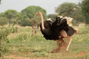 Sand Bath Prints: Masai ostrich (Struthio camelus massaicus) male