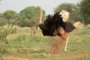 Sand Bath Prints: Masai ostrich (Struthio camelus massaicus) male
