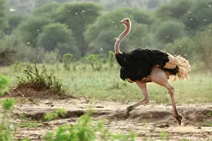 Ratite Prints: Masai ostrich (Struthio camelus massaicus) male
