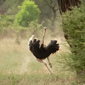 Ratite Prints: Masai ostrich (Struthio camelus massaicus) male