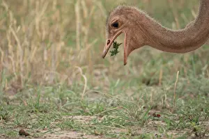 Ratite Prints: Masai ostrich (Struthio camelus massaicus) male