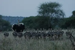 Masai ostrich (Struthio camelus massaicus) male, watching over brood of chicks at dusk, Tarangire National Park, Tanzania