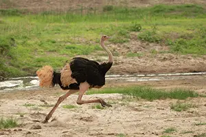 Riverbeds Prints: Masai ostrich (Struthio camelus massaicus) male