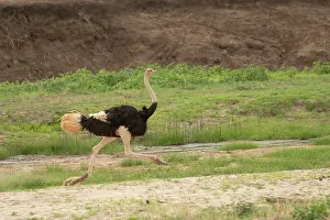 Riverbeds Prints: Masai ostrich (Struthio camelus massaicus) male