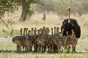 Ratite Prints: Masai ostrich (Struthio camelus massaicus) male with brood of chicks resting in the shade of a tree