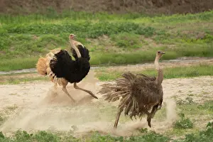 Riverbeds Prints: Masai ostrich (Struthio camelus massaicus) male chasing female on dry riverbed