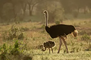 Ratite Prints: Masai ostrich (Struthio camelus massaicus) male with chick