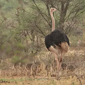 Father Baby Prints: Masai ostrich (Struthio camelus massaicus) male with chicks in the rain