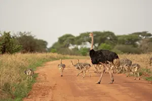 Ratite Prints: Masai ostrich (Struthio camelus massaicus) male with chicks walking along dirt road