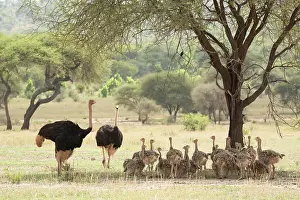 Ratite Prints: Two Masai ostrich (Struthio camelus massaicus) males resting in shade of tree with brood of chicks