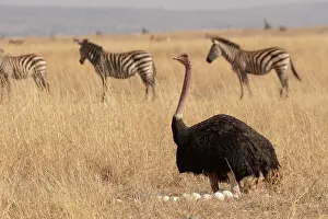 Equus Quagga Prints: Masai ostrich (Struthio camelus massaicus) sitting on eggs at nest with Zebra (Equus quagga) behind