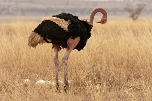 Preens Prints: Masai ostrich (Struthio camelus massaicus) standing near eggs in nest