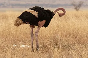 Preens Prints: Masai ostrich (Struthio camelus massaicus) standing near eggs in nest