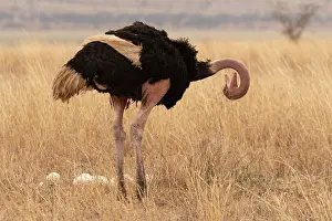 Preens Prints: Masai ostrich (Struthio camelus massaicus) standing near eggs in nest