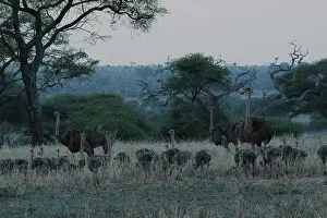 Ratite Prints: Three Masai ostriches (Struthio camelus massaicus) female