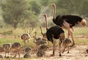 Ratite Prints: Two Masai ostriches (Struthio camelus massaicus) male