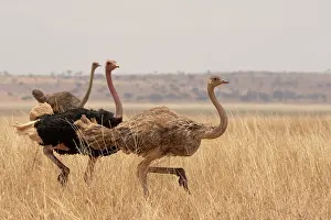 Masai ostriches (Struthio camelus massaicus) male chasing female, with another female behind, Tarangire National Park, Tanzania